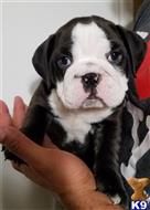 english bulldog puppy posted by Kris English Bulldogs